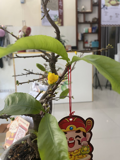 Gừng Spa Quảng Ngãi - Độc quyền Cổ Vai Gáy - Spa Triệt Lông tại Minh Long, Quảng Ngãi