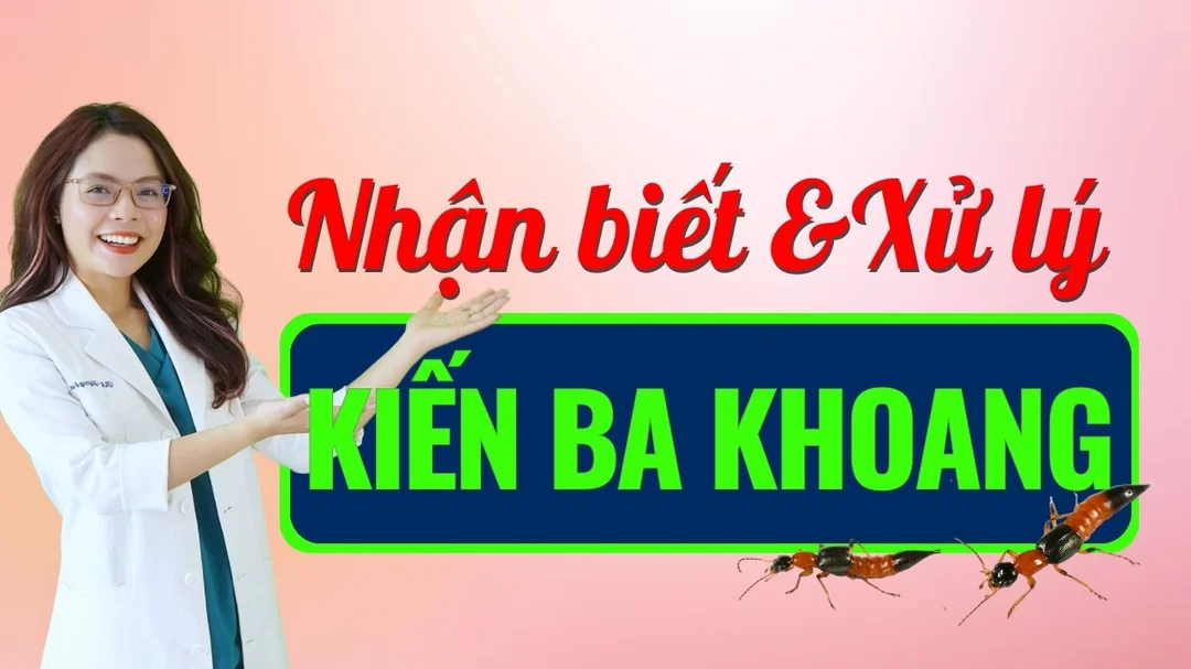 Video hướng dẫn nhận biết và xử lý kiến ba khoang đốt